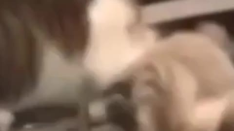 Catfunnyvideo#🐱🐱🎉🔥🔥😎