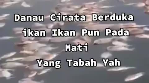 This is a beautiful and charming water-dwelling species