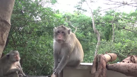 Monkeys React Angry