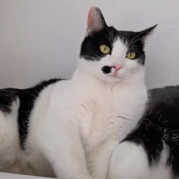 Cats funny videos _ funny videos cats and pets #shorts