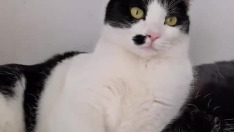 Cats funny videos _ funny videos cats and pets #shorts