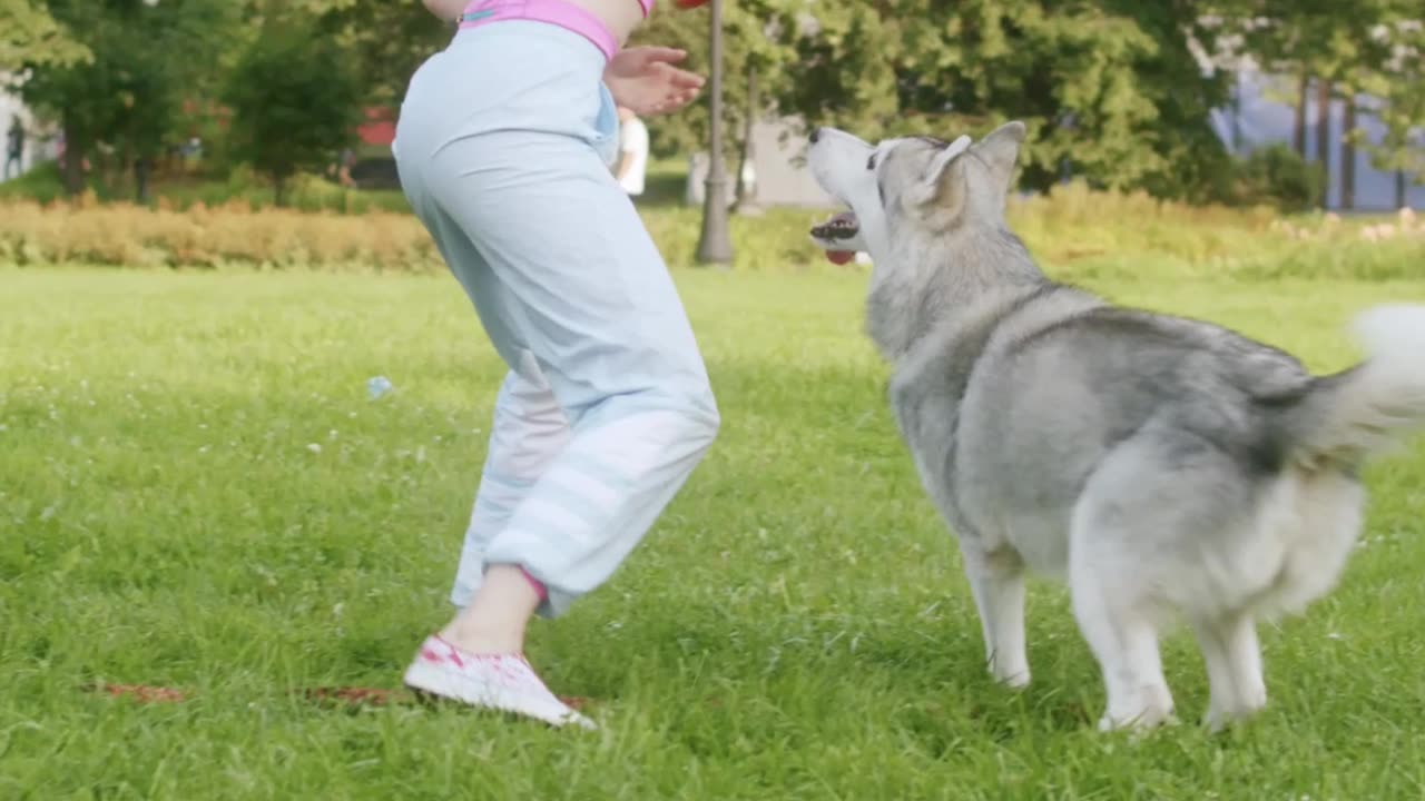 The Veterinary Visit Whisperer: Unleashing the Power of Training for Pet Comfort