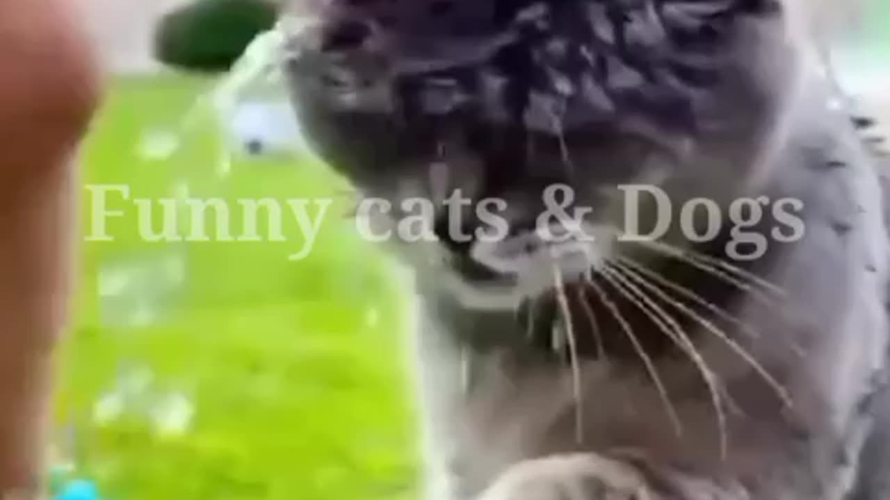 Cute funny 🤣 cats video| Cute funny cats with children| Funny animals