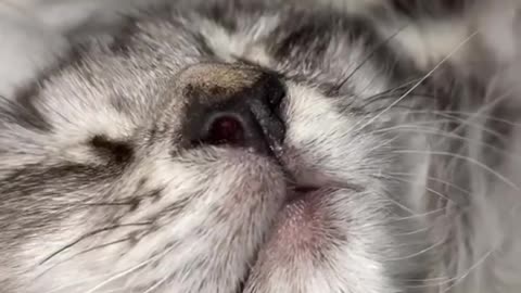 Animal Movie 1353