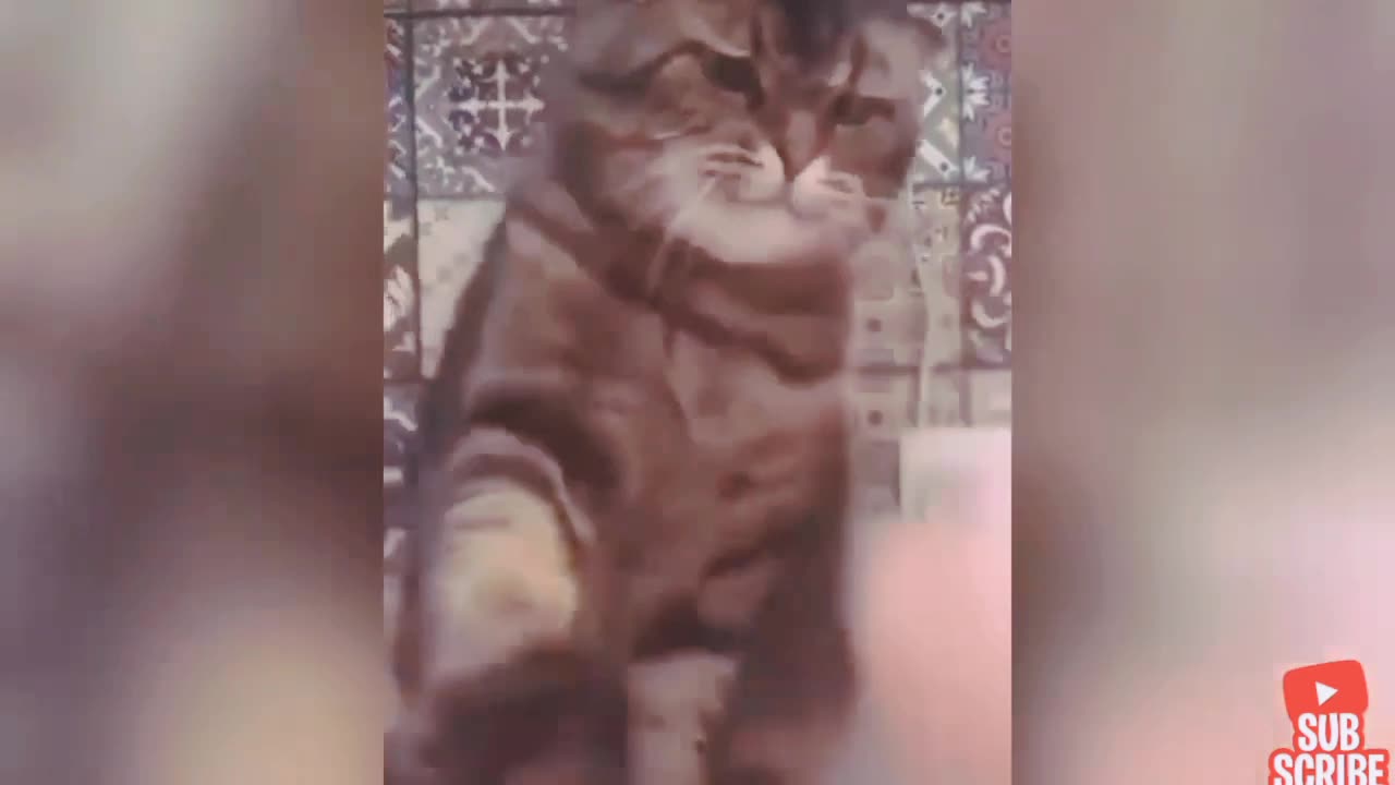 Funny cats,and dogs.
