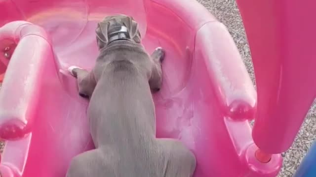 puppy slides