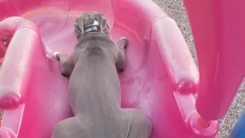 puppy slides