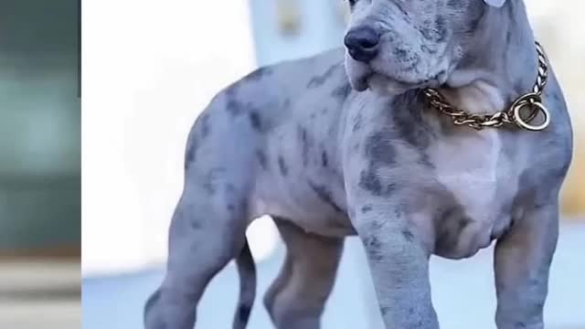 Pitbull dog 🔥 video || pliz chanle subscribe