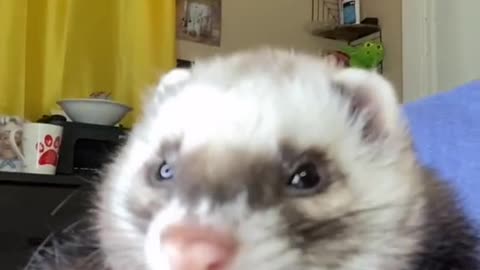 Baby ferret