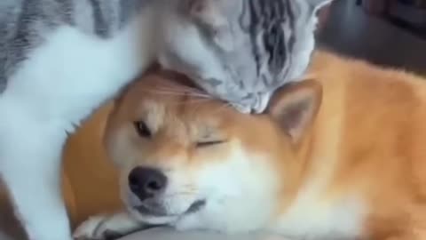 Unlikely Friendship: Astonishing Cat and Dog