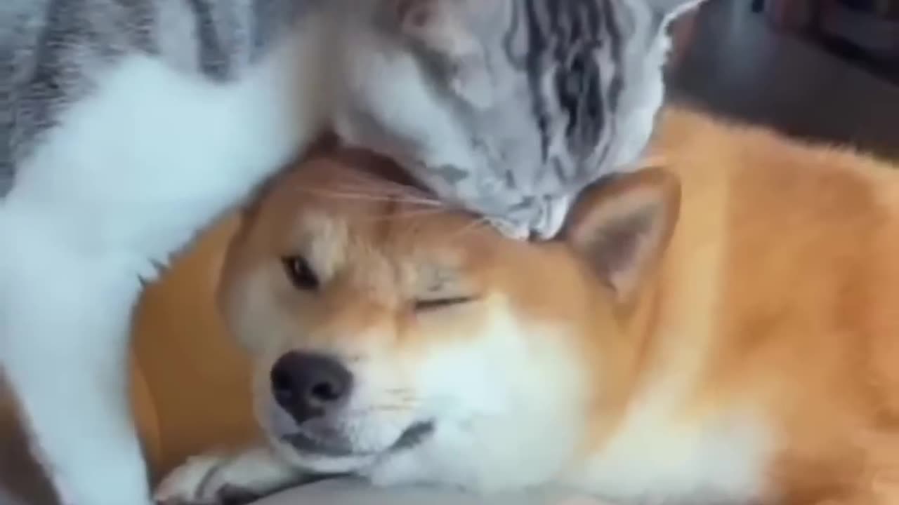 Unlikely Friendship: Astonishing Cat and Dog