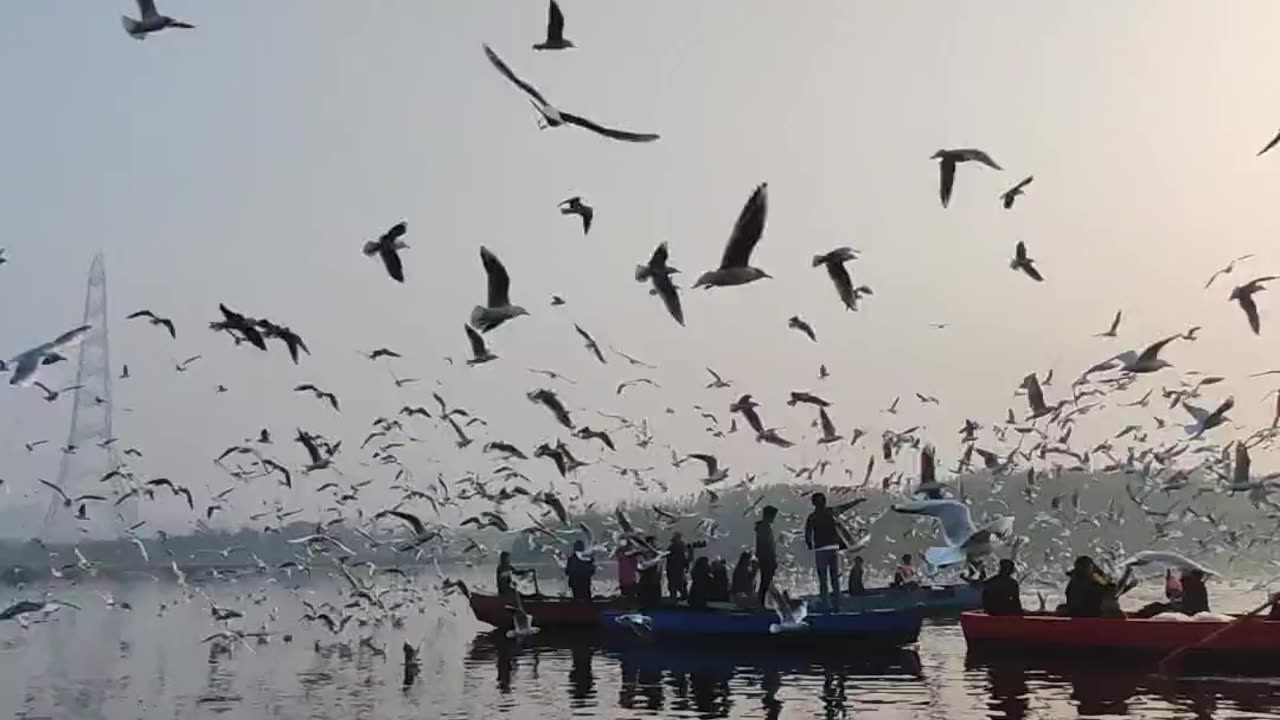 Many Many Flying Birds