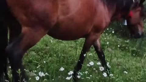 The Funniest Horse Moments