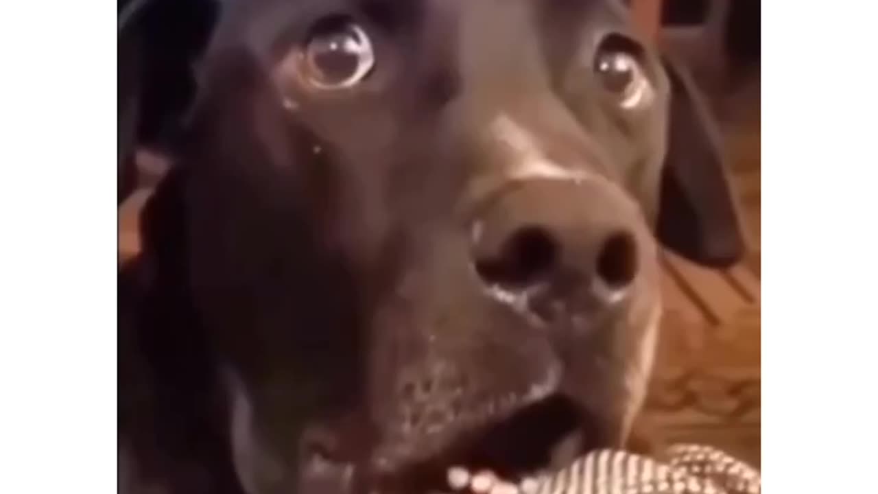 Funny videos