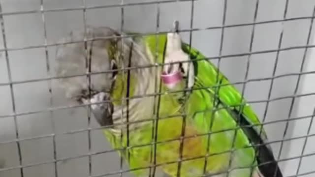 Conures in flying cage | Exotic Birds Official