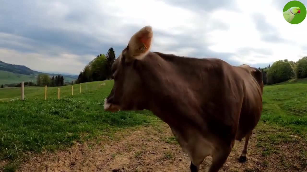 COWS GOING TO THE PASTURE , house