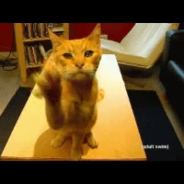 DJ Stir Fry . Scratch that itch