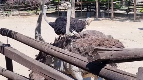 ostrich