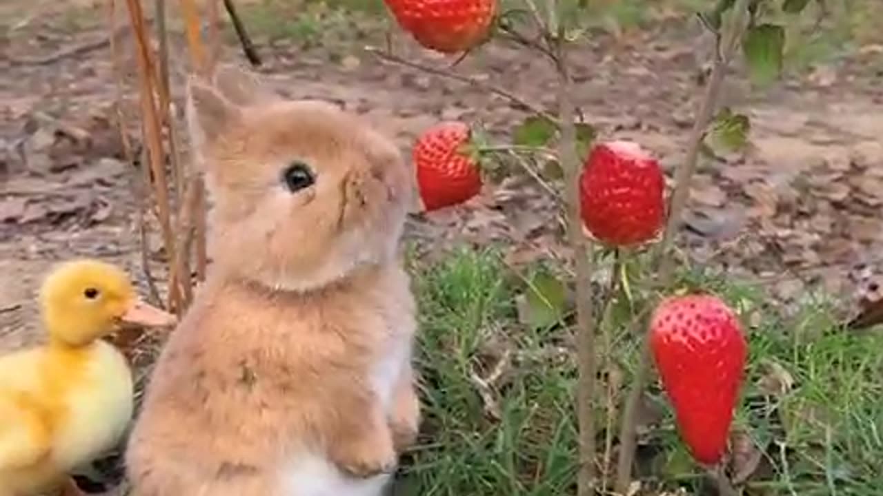 Cute Bunny eating Strawberries