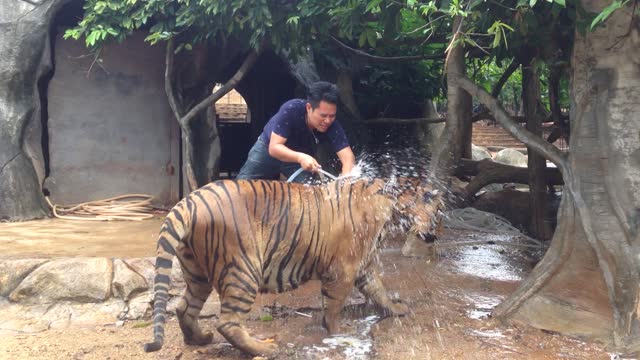 Tiger Bath Time