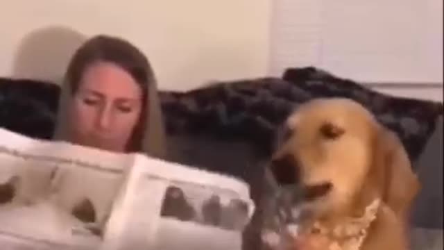 dog disturbing owner while reading book