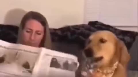 dog disturbing owner while reading book