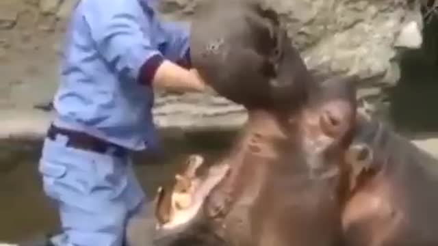 Hippo having his teeth cleaned