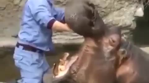 Hippo having his teeth cleaned