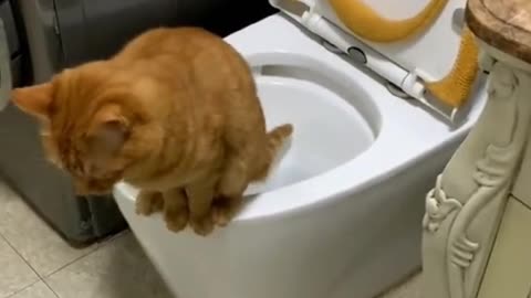 Thecatwantstosquatonthetoilettourinate.