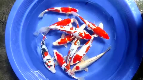 High quality of Japanese Koi