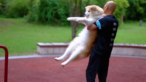 Take the dog to the amusement park to see its resistance