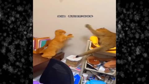 funny cats&dogs🐶🐱😂 first part