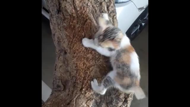 Cute cat
