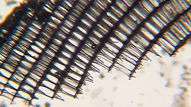 Cuttlebone under the microscope