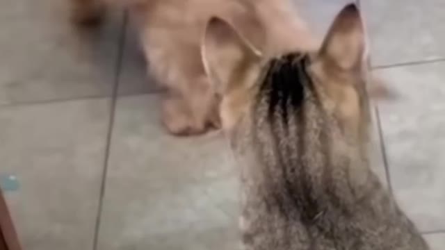 Best Funniest Animals Video of 2022 - Cute Cats😹 and Funny Dogs🐶 Videos!