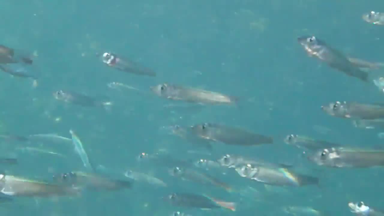 School of fish | Very Beautiful