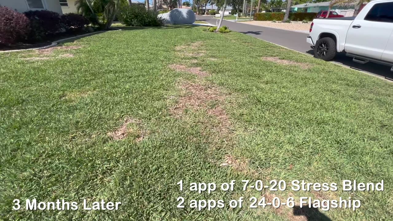 St Augustine Grass Chinch Bug Damage - 3 Month Update