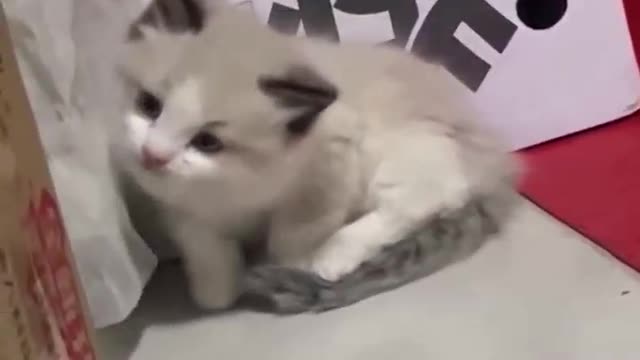 The cute little guy looks a little timid