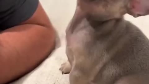 FUNNY CATS AND DOGS ! LOL