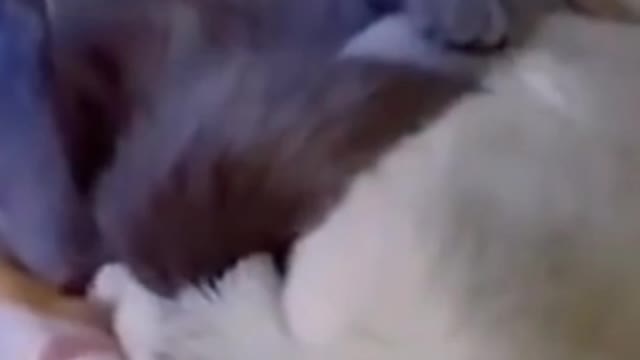 Animals funnys compilation, animals, cat and dog funnys,#animals #cat and dog# animals funny