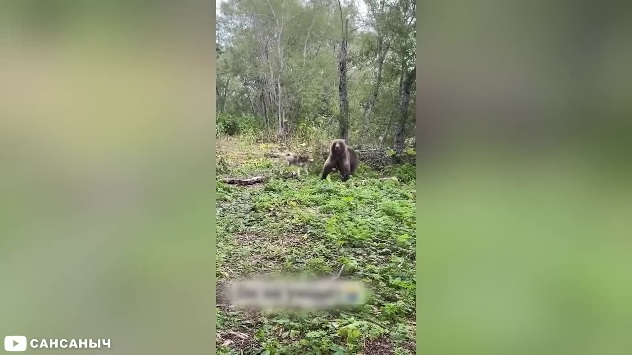 12 Scariest Bear Encounters Ever Filmed in Russia