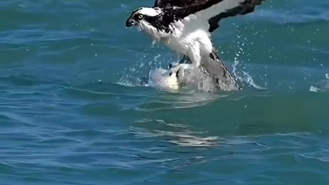 The Majesty of Eagle Fishing: A Breathtaking Display of Nature's Power