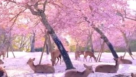 Sakura Season In Japan