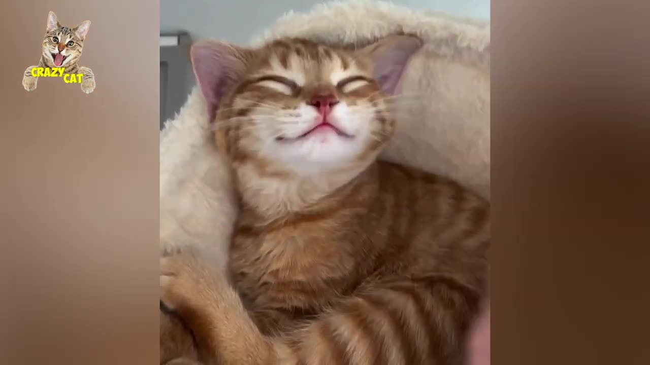 😂 Funniest Cats Videos 😺🐶 -- 🥰😹 Hilarious Animal Compilation