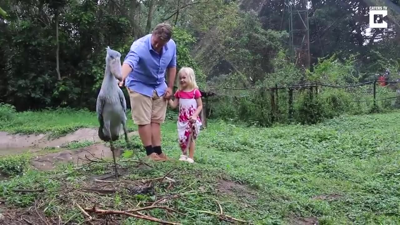 Shoebill Stork Is The Real Life Hippogriff