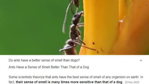 Ants have more smelling sense than dogs.