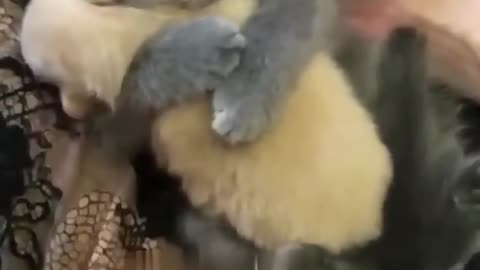 Unlikely Friendship- Astonishing Cat and Dog Duo!