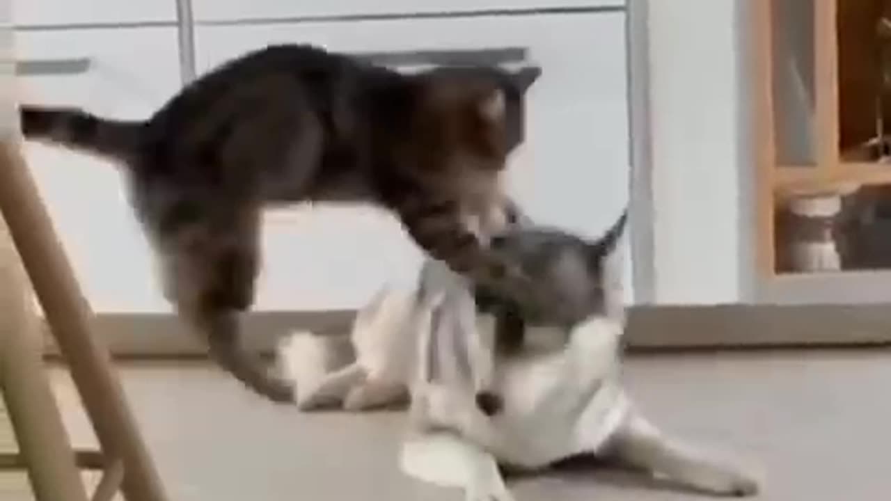 Farindship; Astonishing Cat and Dog Duo! short #shorts #Funnymemes #sly