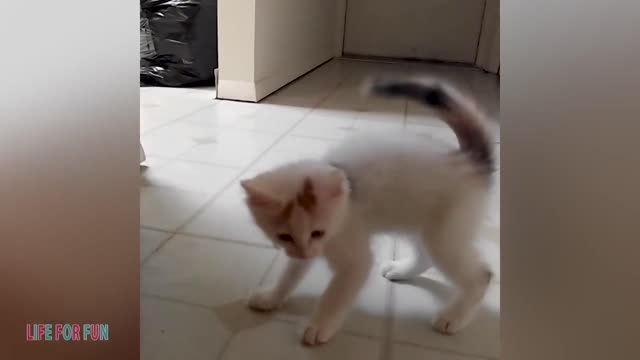Funny videos with cats.