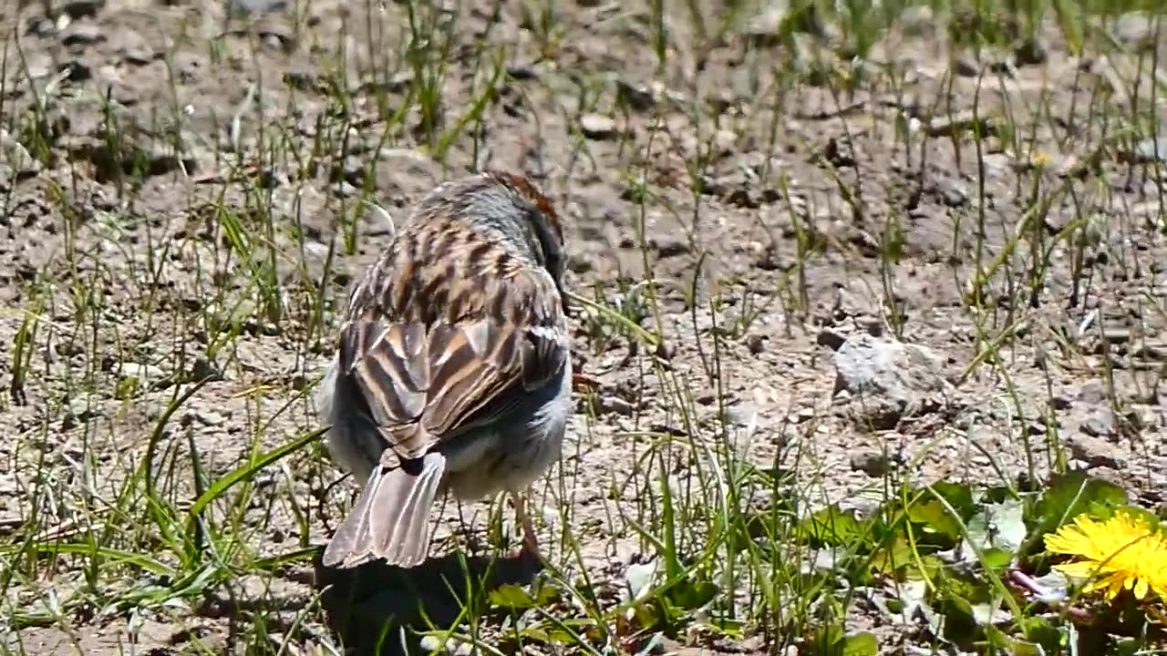 Chipping Sparrow Feeding on Ground Video